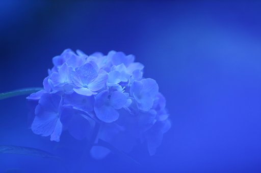 青のヴェール