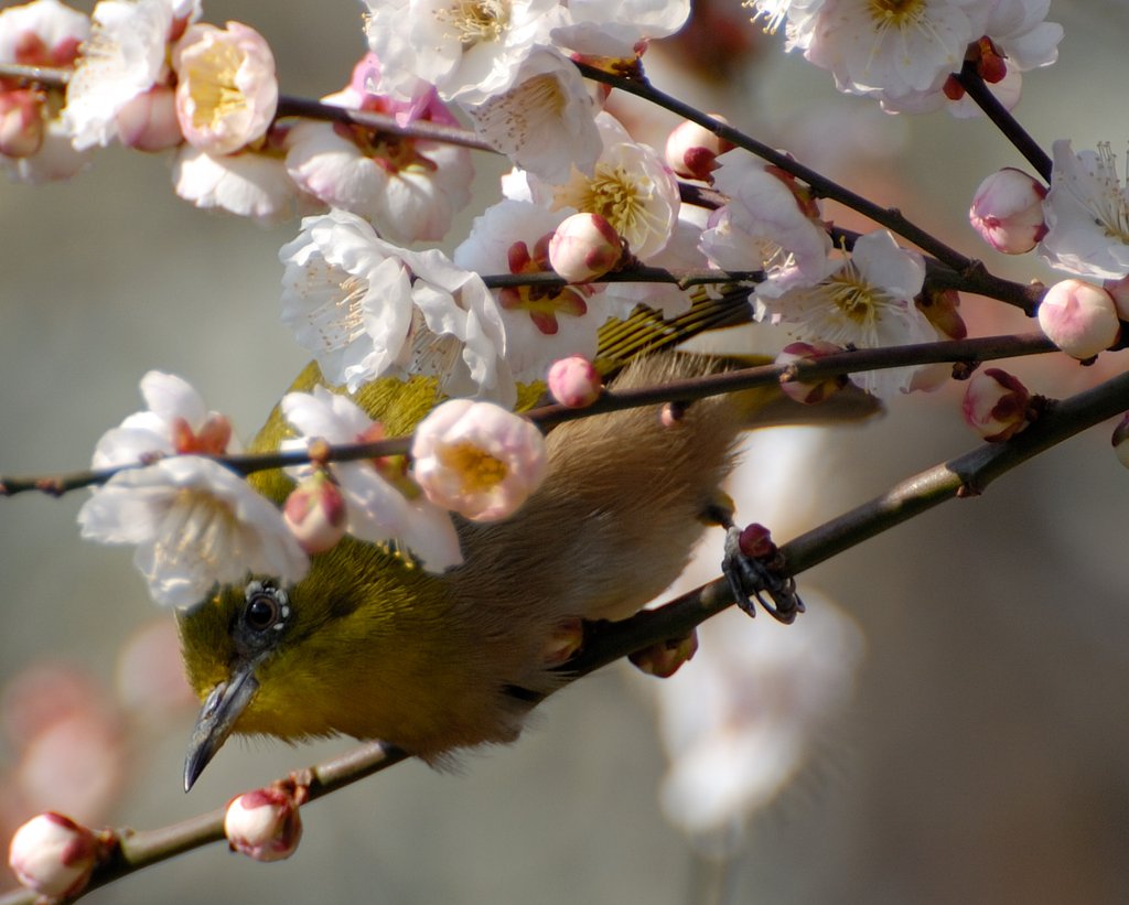 春がやってきました。