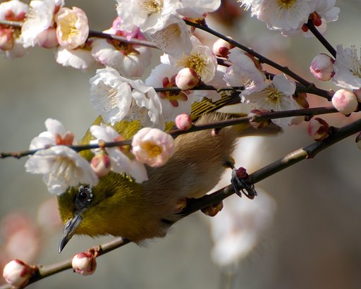 春がやってきました。