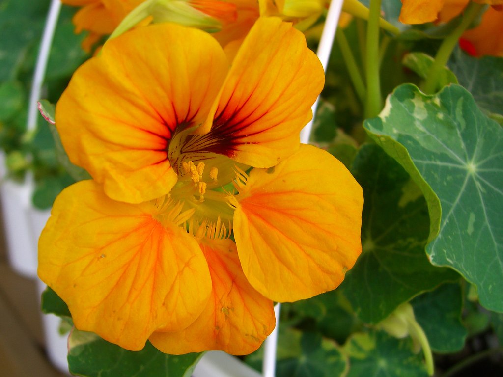 売り場の花-8