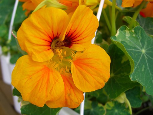 売り場の花-8
