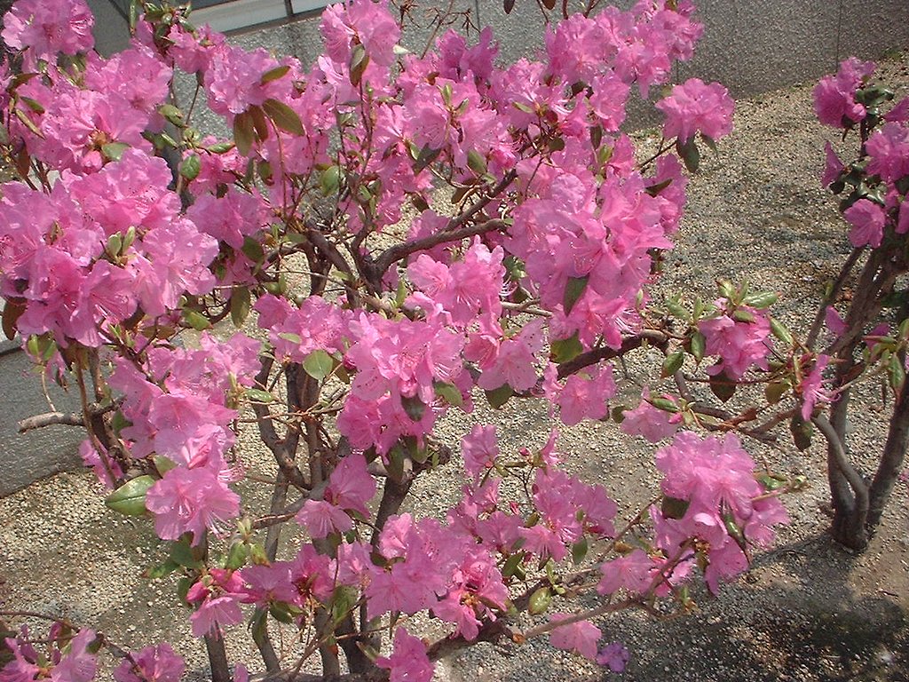 ツツジ