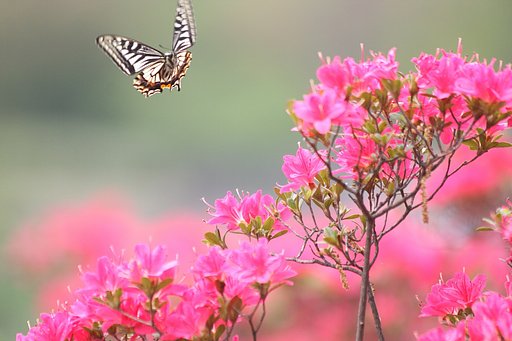 花と蝶