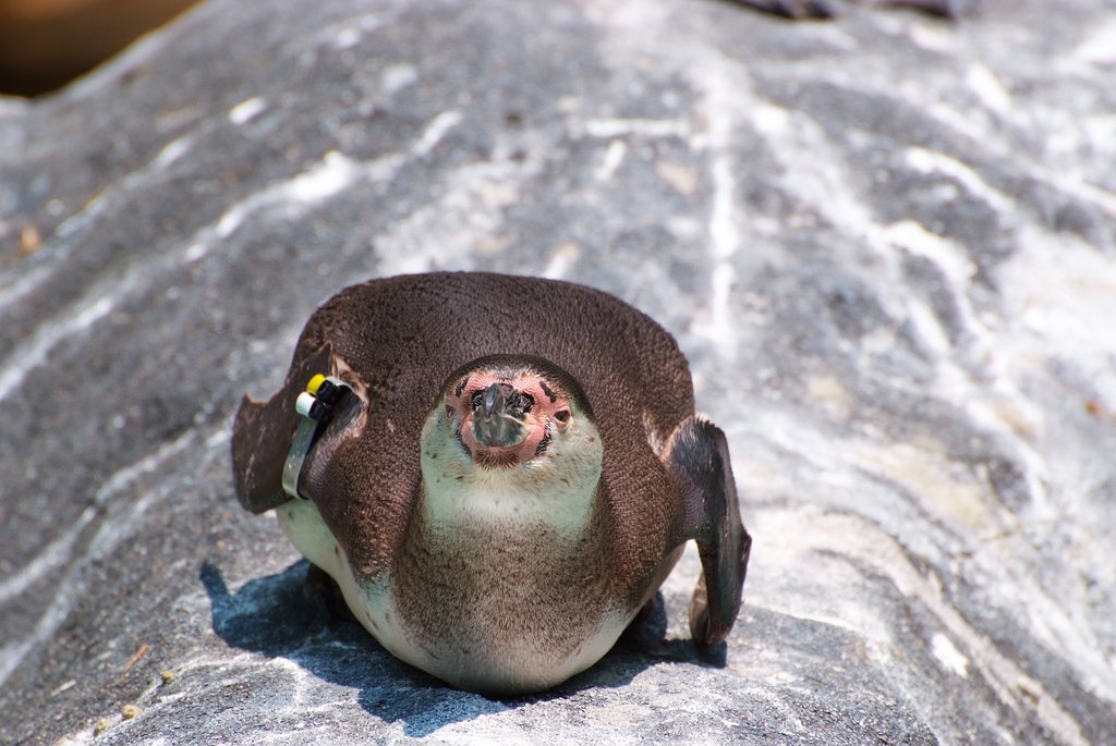 謎の生物？