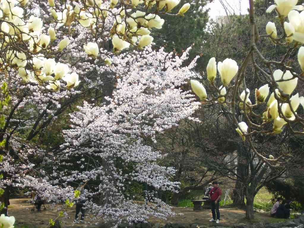 【緑】モク＆桜