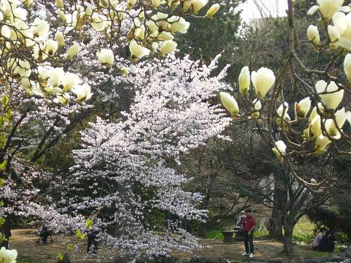 【緑】モク＆桜