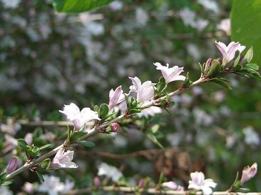 庭の花⑪