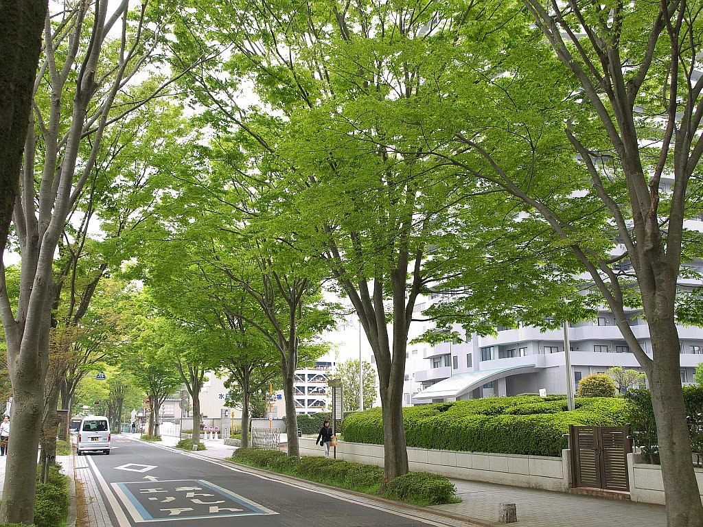 新緑・・