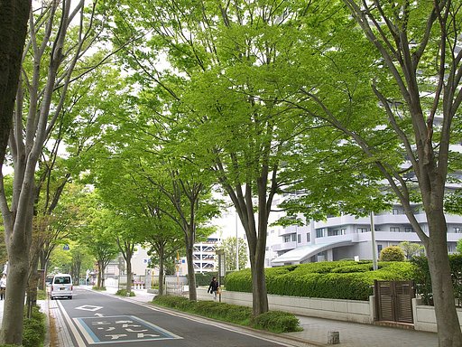 新緑・・
