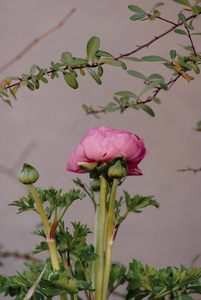 良い雰囲気の花