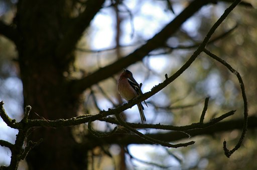 bird singing
