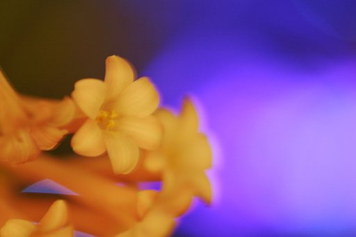 夜光花