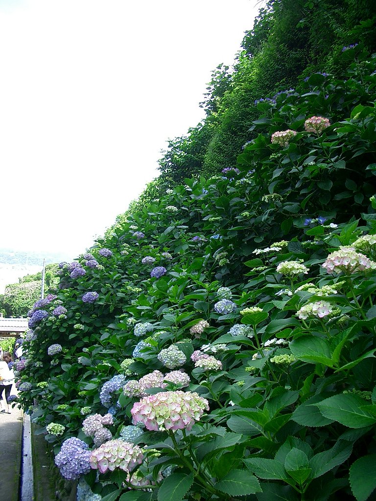 〜鎌倉散策-05-　成就院の紫陽花〜