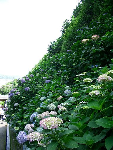 〜鎌倉散策-05-　成就院の紫陽花〜