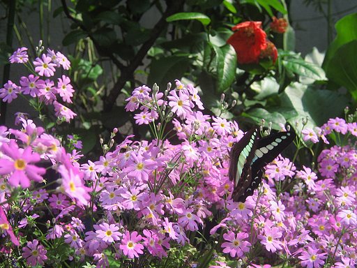 花香る時