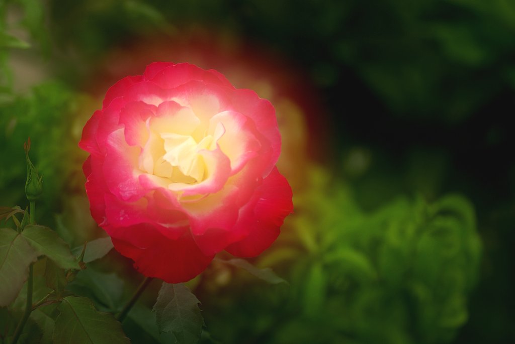 【植】 薔薇光輝