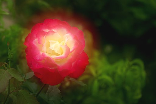 【植】 薔薇光輝