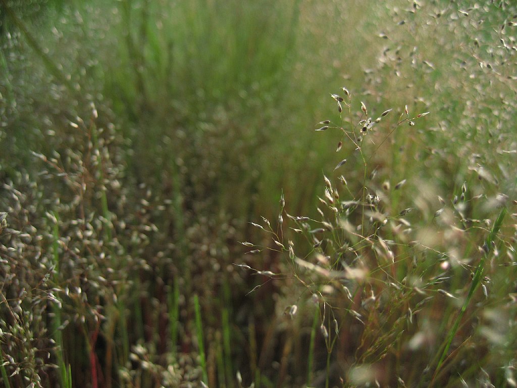 【植】野草ステージ