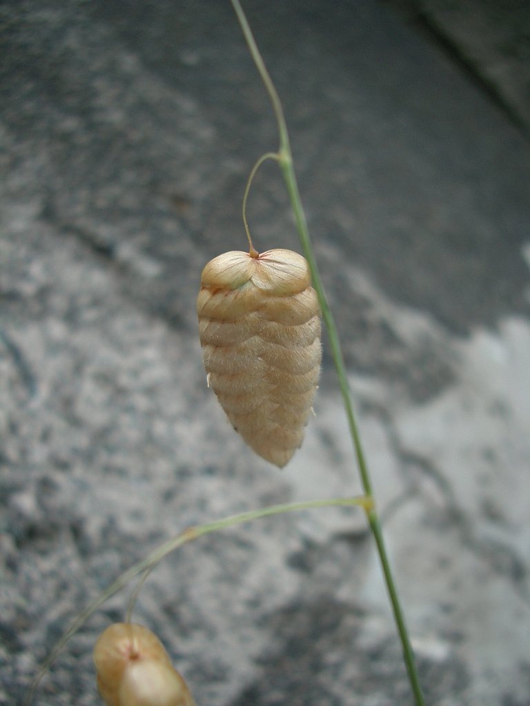 〜小判草〜