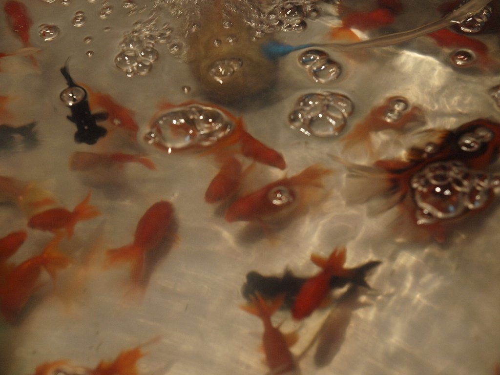 金魚すくい
