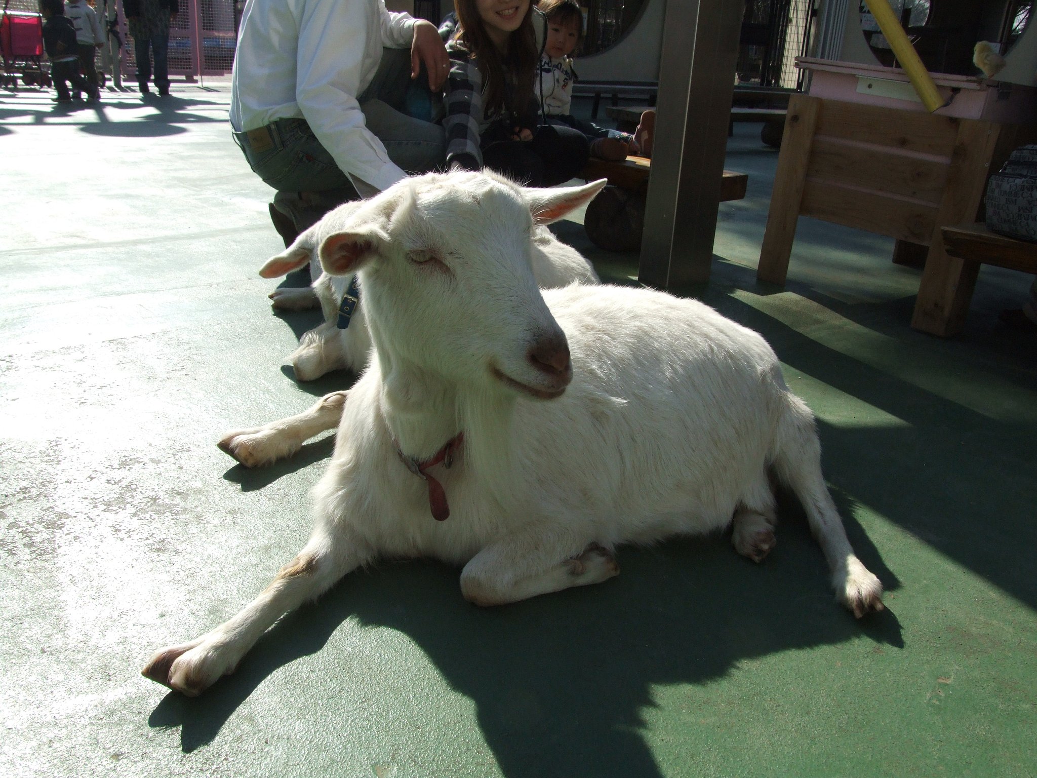 動物ふれあい広場