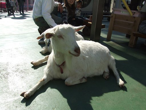 動物ふれあい広場
