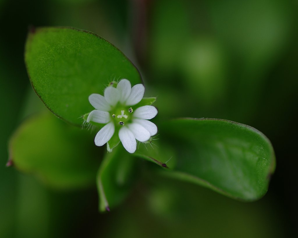 小さき花
