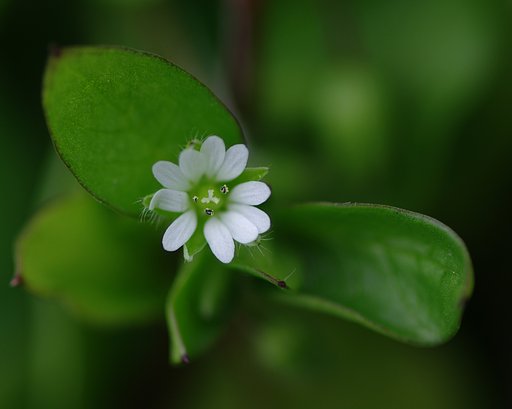 小さき花