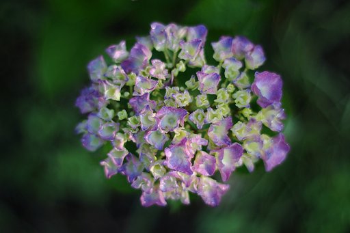 紫陽花