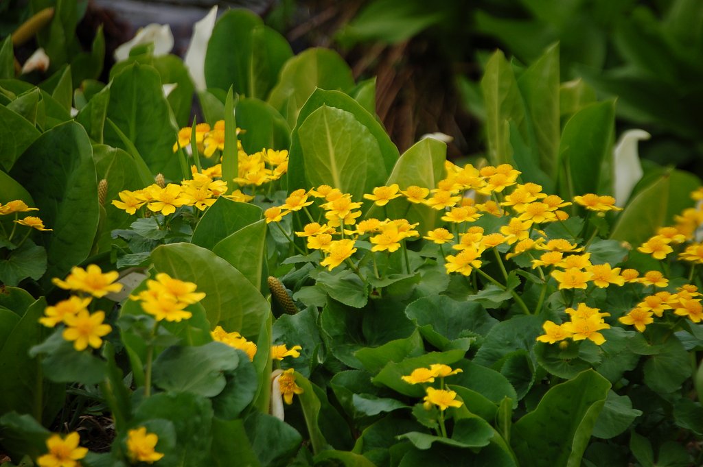 エユウキンカの花が見ごろをむかえました
