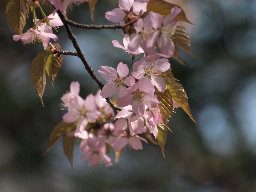 山桜？？