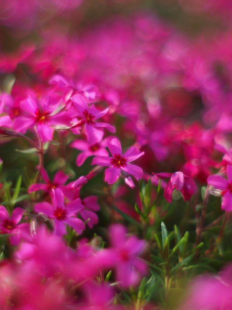 芝桜・・・