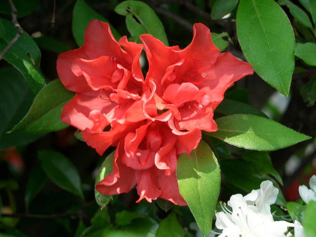 庭の花②
