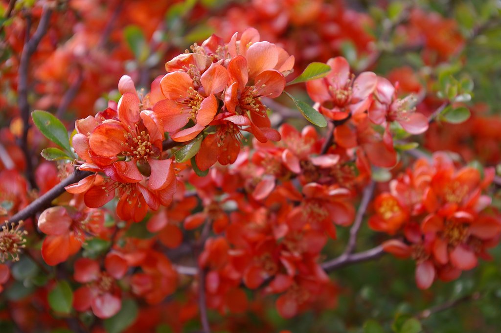 Chaenomeles