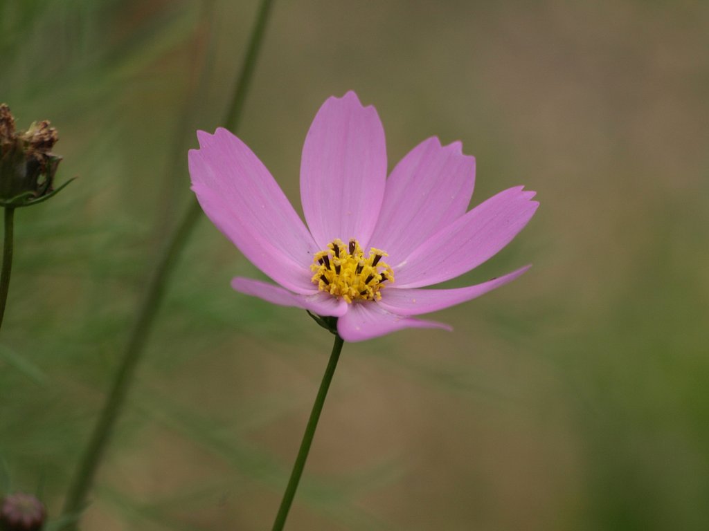 秋桜