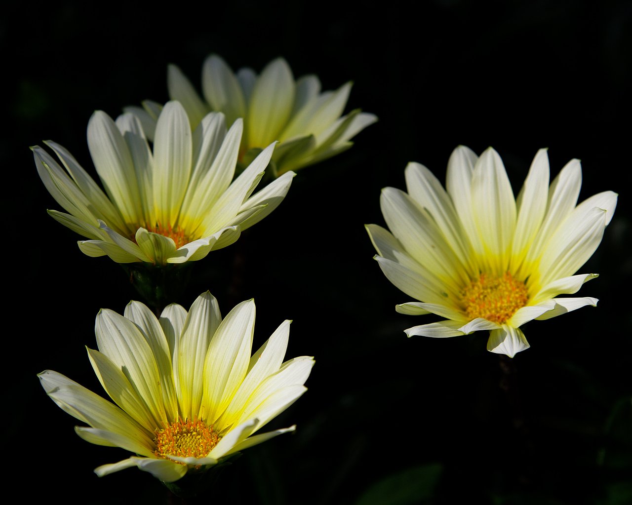 花灯り３
