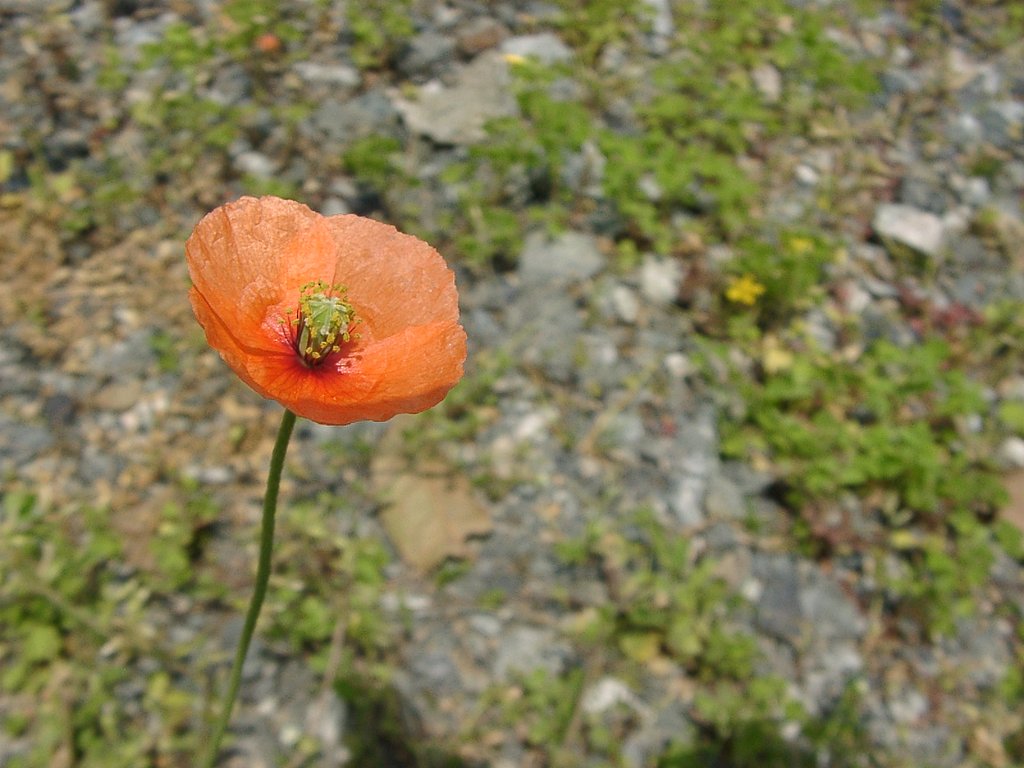 雑草シリーズ④