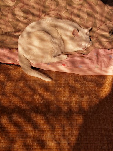 とらねこ偽装中
