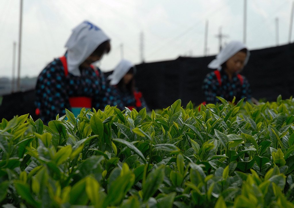 【植】茶