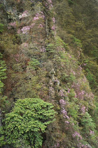 天狗岩から烏帽子岳断崖のツツジを