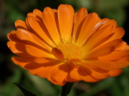 庭の花⑯