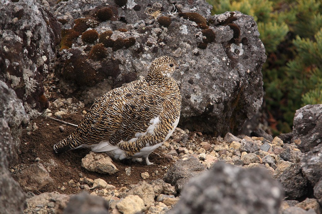 身重の雌雷鳥
