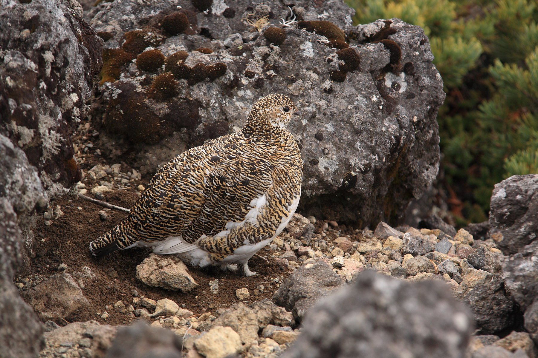 身重の雌雷鳥
