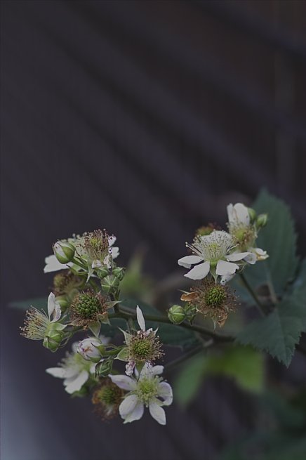 いつものやつ