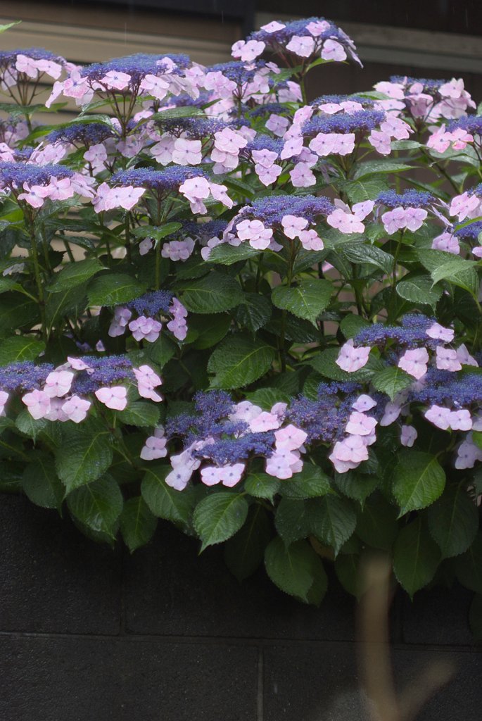 Carl Zeiss BIOMETAR 80/2.8ノンコートゼブラ