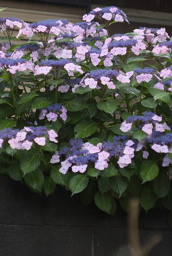 Carl Zeiss BIOMETAR 80/2.8ノンコートゼブラ