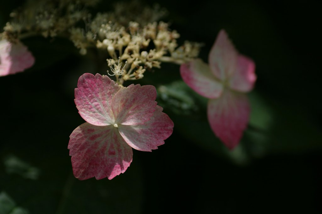 木陰の紫陽花