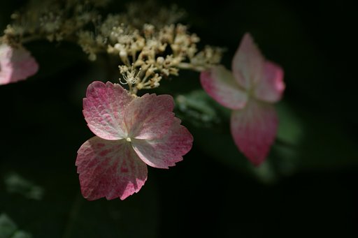 木陰の紫陽花