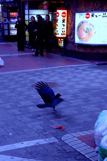 美食カラス