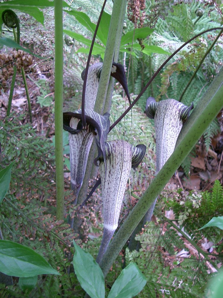 〜マムシ草〜